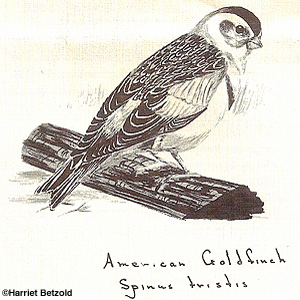 American Goldfinch