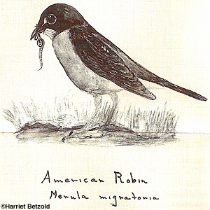 American Robin