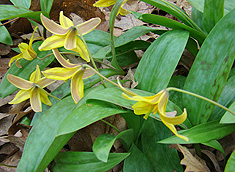 Yekkow Trout Lily
