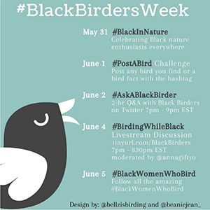 Black birders graphic