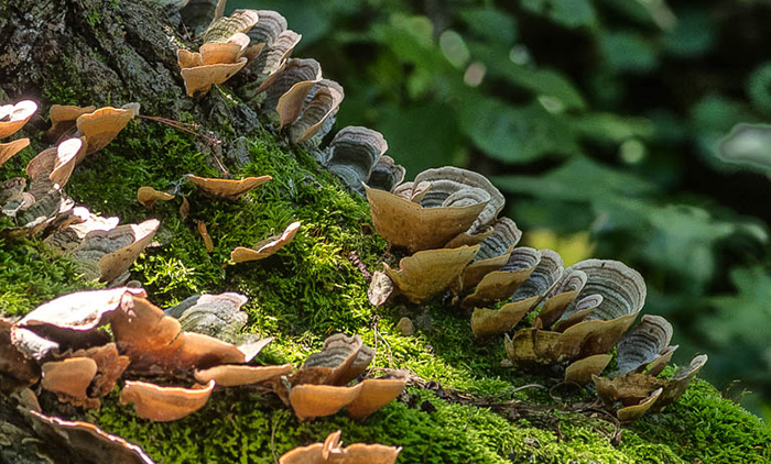 Turkey tail mushrooms