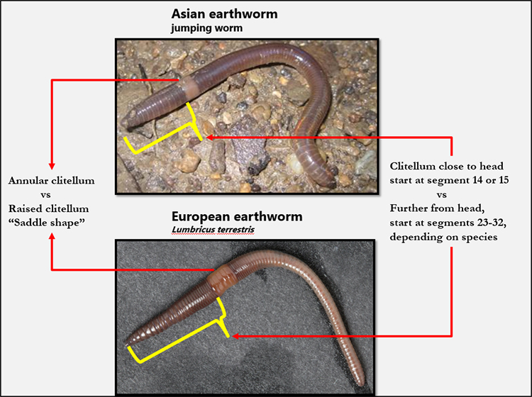 worm comparison
