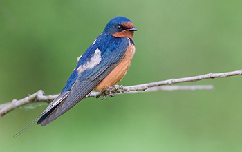 north american barn swallow