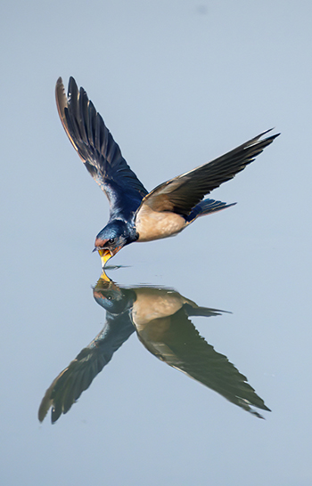 barn swallow flying