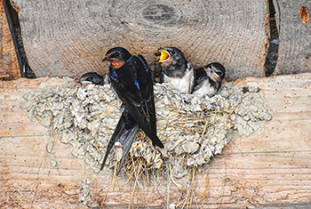 barn swallow hatchlings in nest