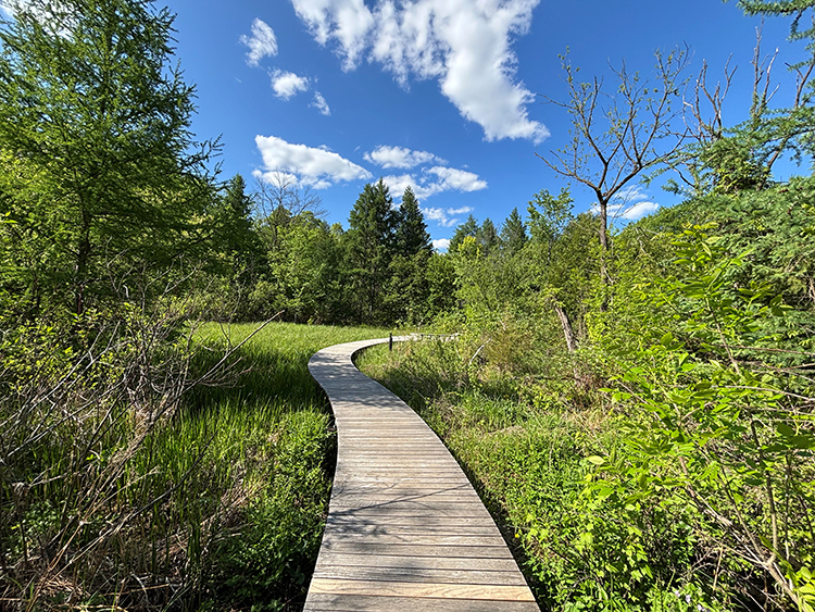 boardwalk in the wetland