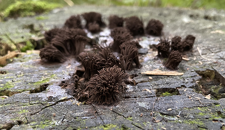 Chocolate tube slime mold 