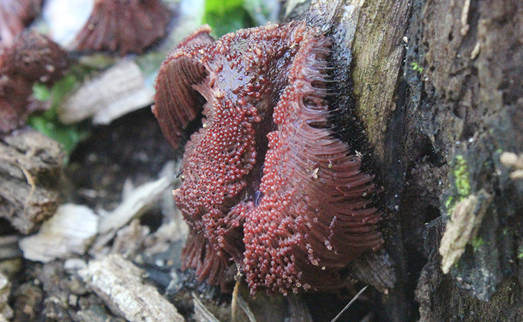 chocolate tube slime mold