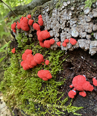 Raspberry slime mold