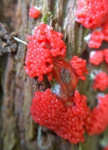 Red raspberry slime mold detail