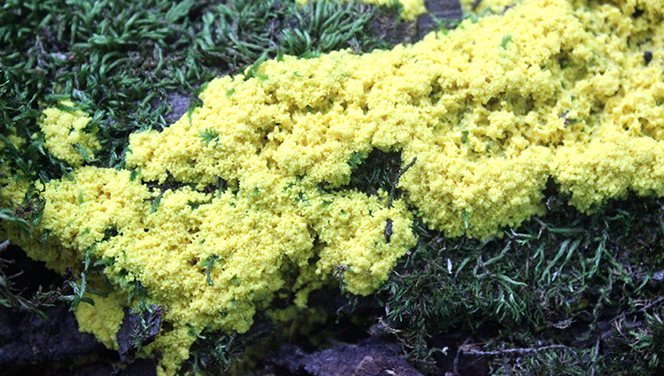 scrambled eggs slime mold