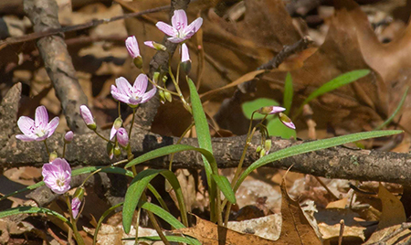 Virginia Spring Beauty group