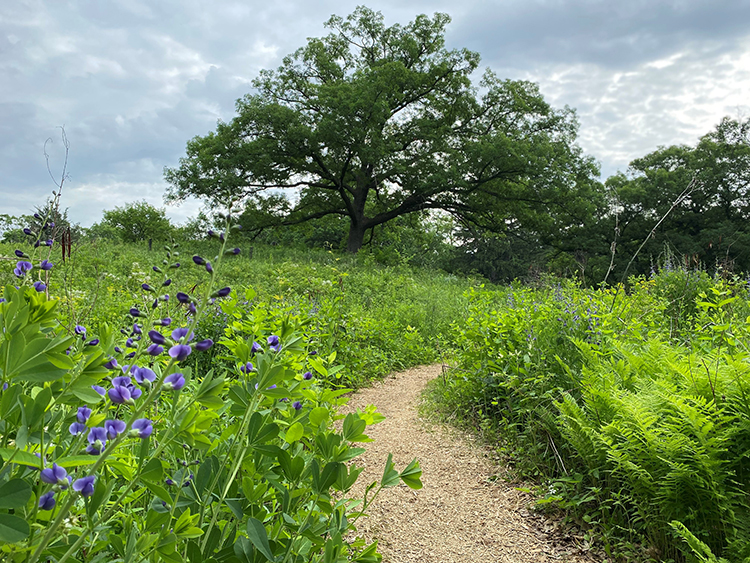 upland meadow at Eloise Butler