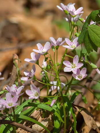 Spring beauty plants