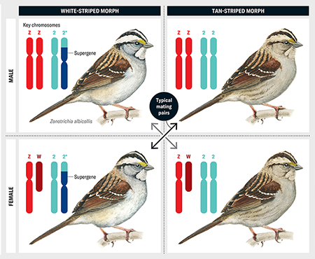 breeding pair chart