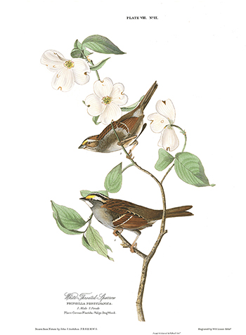 Audubon plate #8 white-throated sparrow