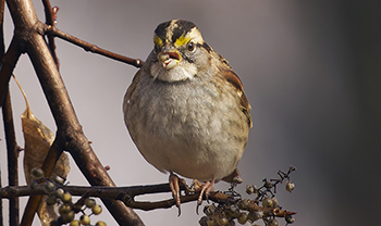 white throated sparrow