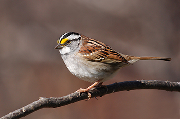 white-throated sparrow white stripe morph