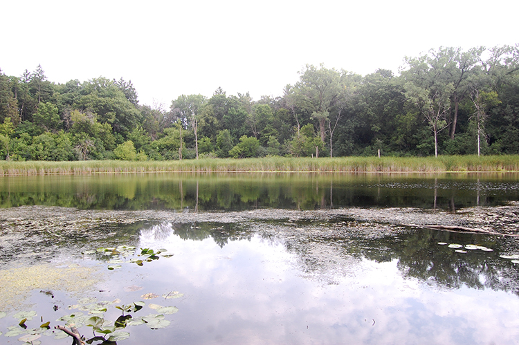 Birch pond