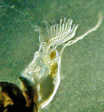 freshwater bryozoan