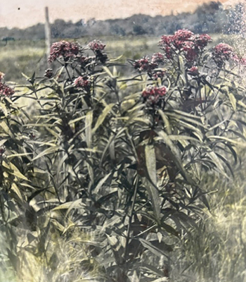 Ironweed 1910 photo