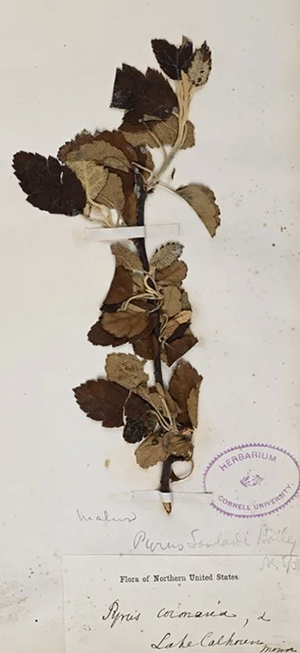 Baily crabapple specimen