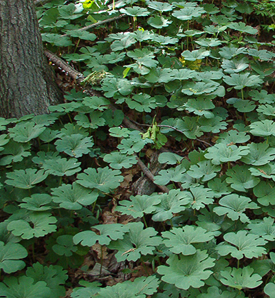 Bloodroot summer leaves