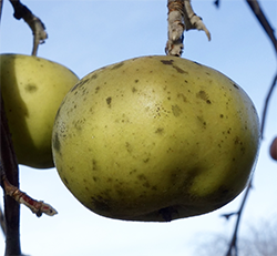 Malus green fruit