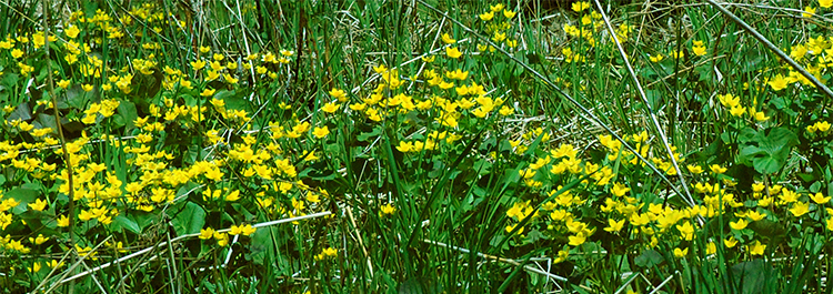 Marsh marigold filed