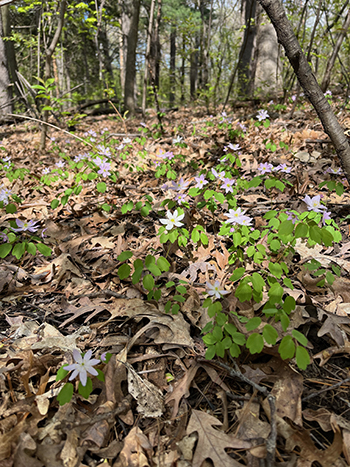 Rue anemone in the oak savanna
