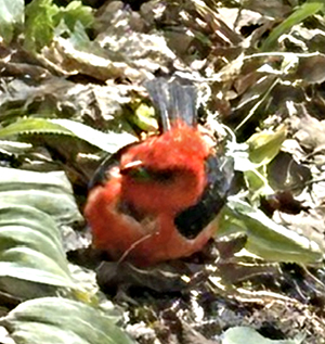 injured scarlet tanager