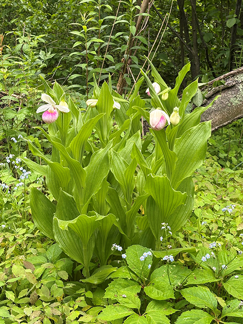 showy lady's slipper clump