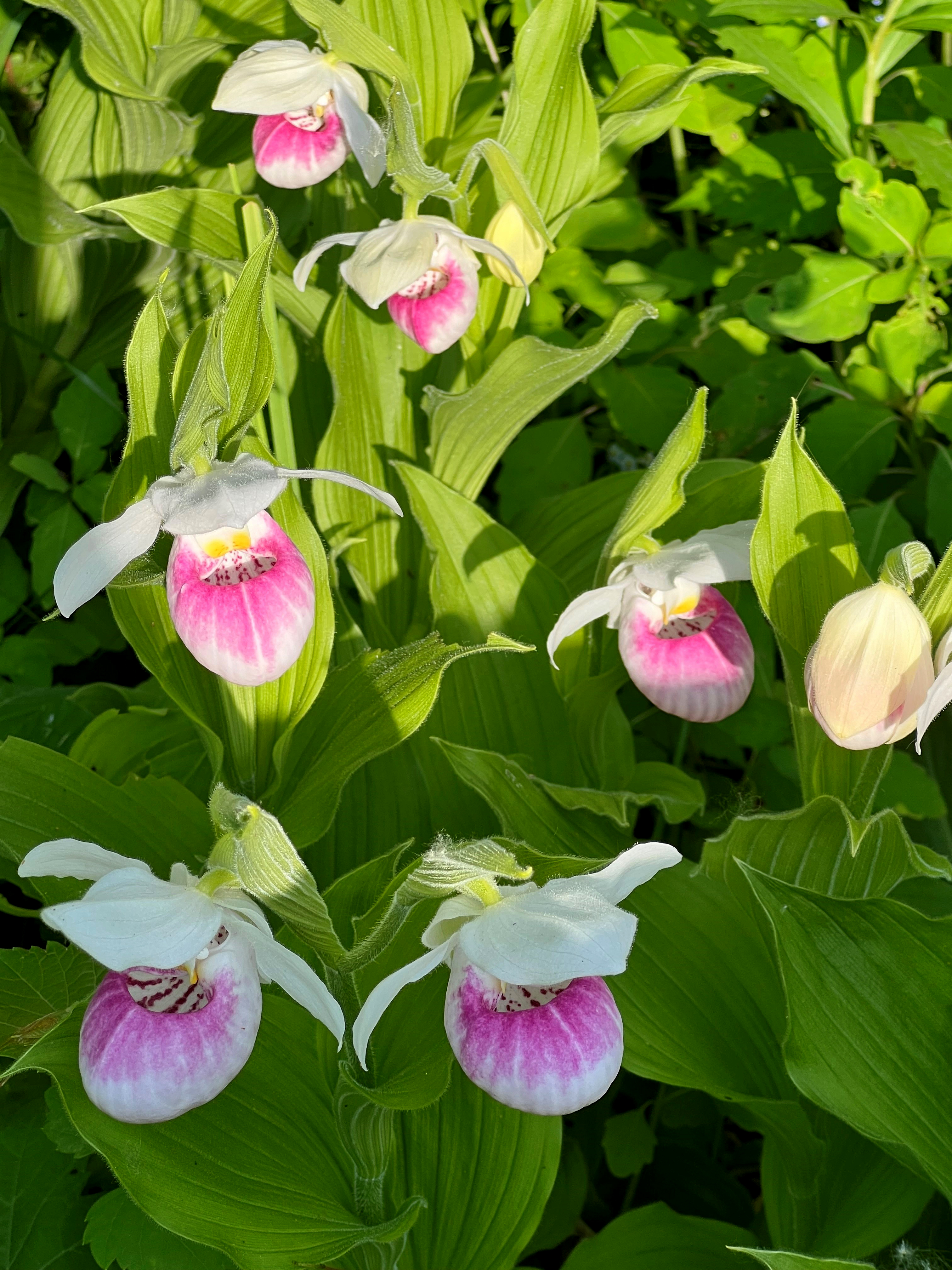 Showy lady's slippers