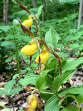 yellow lady's slipper