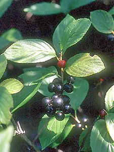 Alderleaf buckthorn