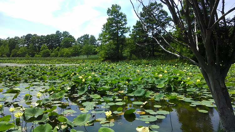lake scene with american lotus