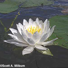 American White Water Lily