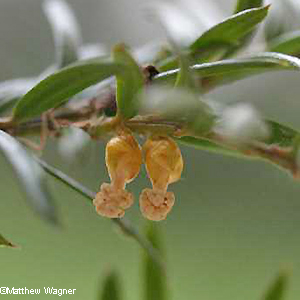 female flower