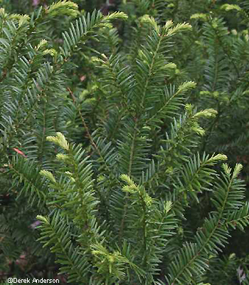 branches
