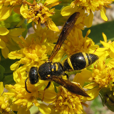 Potter wasp