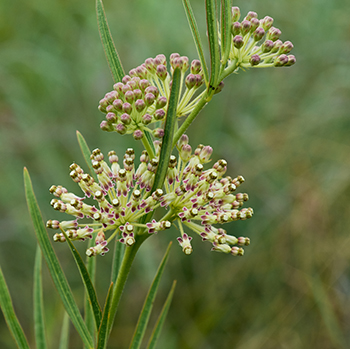 Prairie milkweed