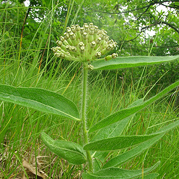 wooly milkweed