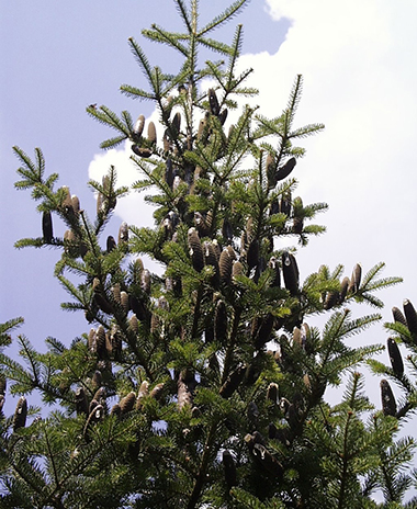 balsam fir tree