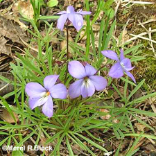Prairie Bird's Foot Violet