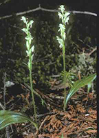 Blunt-leaved Orchid