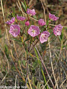 Bog Laurel