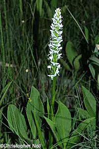 Boreal Bog Orchid