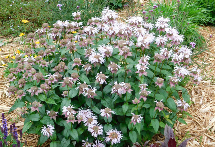Bradbury's monarda