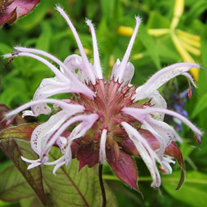 Bradbury monarda flower