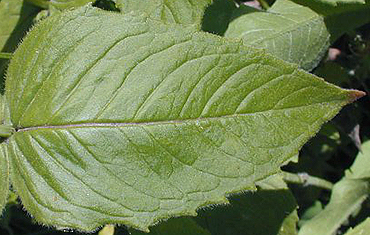 bradbury monarda leaf